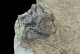 Crinoid Plate ( species) - Indiana #95203-6